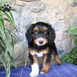 Ashe, Mini Aussiedoodle Puppy